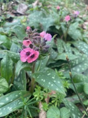 Pulmonaire F&eacute;vrier 2026 St Gr&eacute;goire